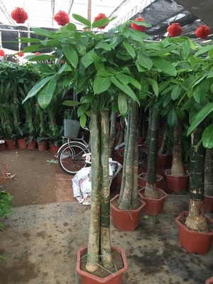 北京出租绿植每周养护的公司